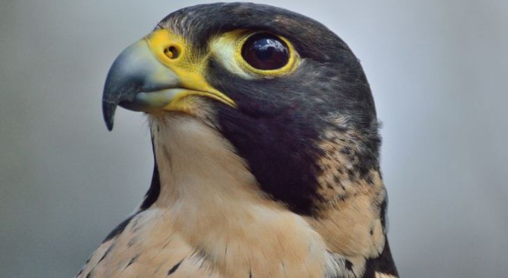 A close up photograph of a peregrine falcon.