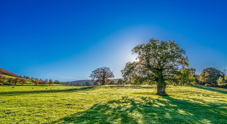 A field on a hot sunny day.