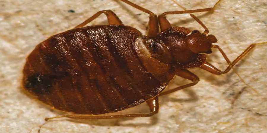 An adult bed bug.