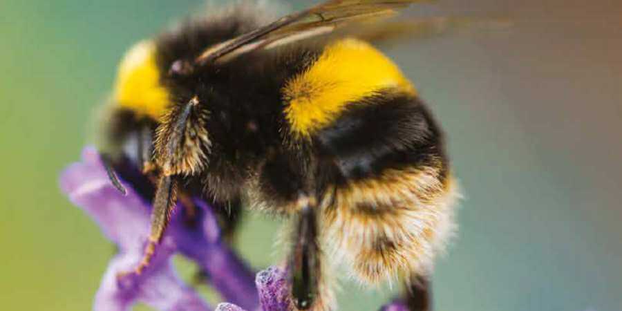 A bumblebee on a purple flower.