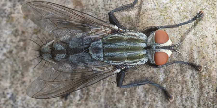 A cluster fly.