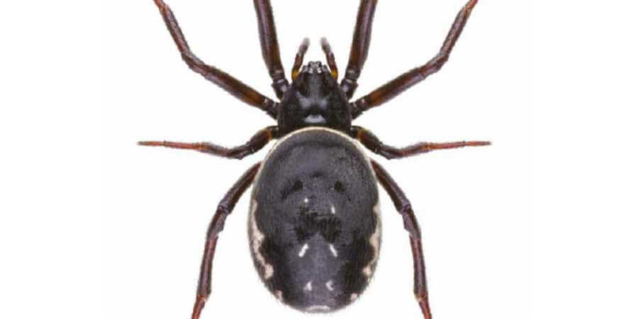 How to identify and control false widow spiders | Rochdale Borough Council