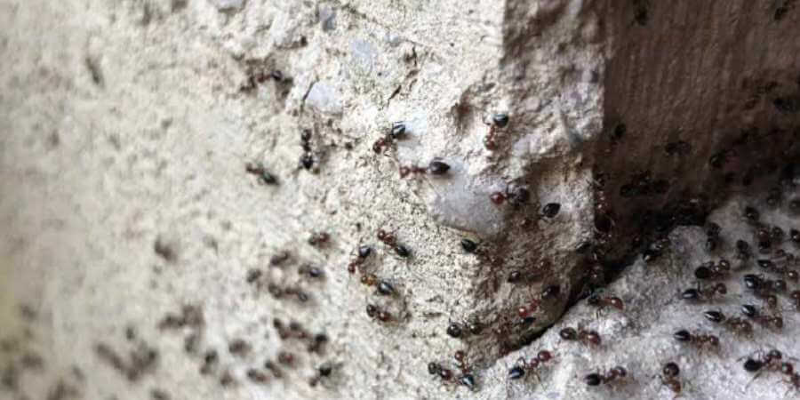 A colony of garden ants crawling on stone steps.