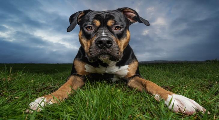 An XL Bully dog.