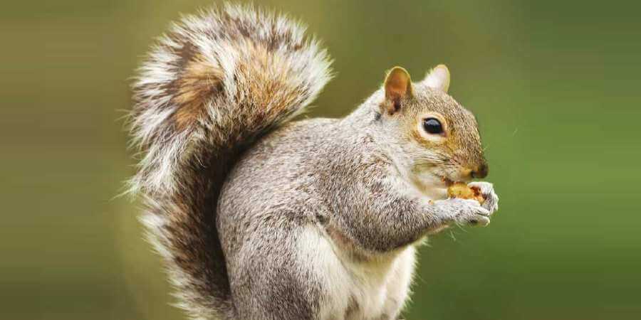 AS grey squirrel eating a nut.