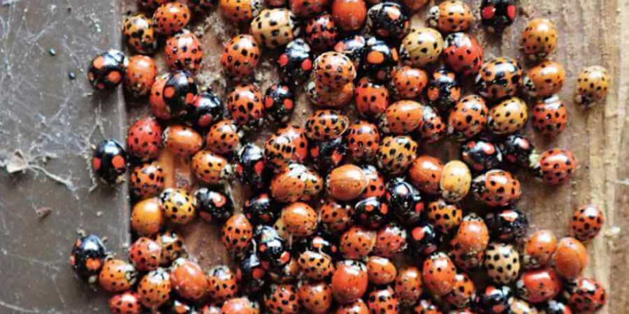 A group of harlequin ladybirds.