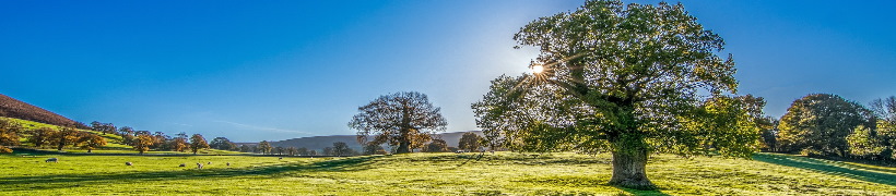 Trees in hot weather.