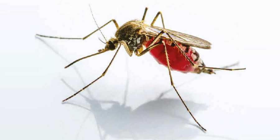 A blood-engorged mosquito.