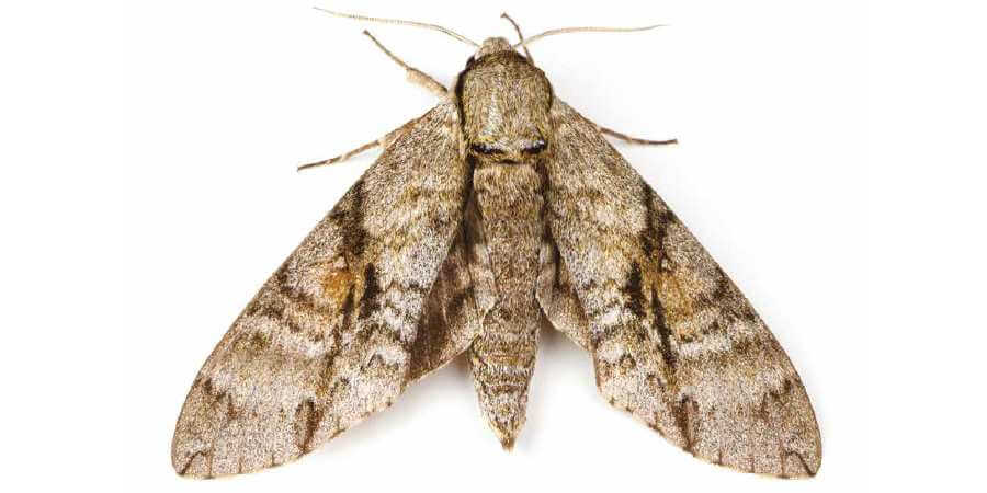 A grey and brown moth.