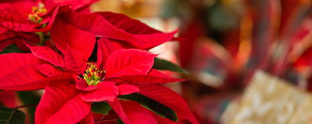 Poinsettias.