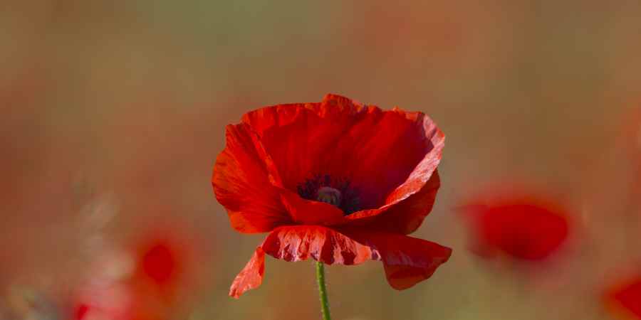 Poppies in a field.