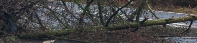 A fallen tree blocking a road.