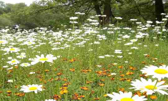 Flowers in Alkrington Woods.