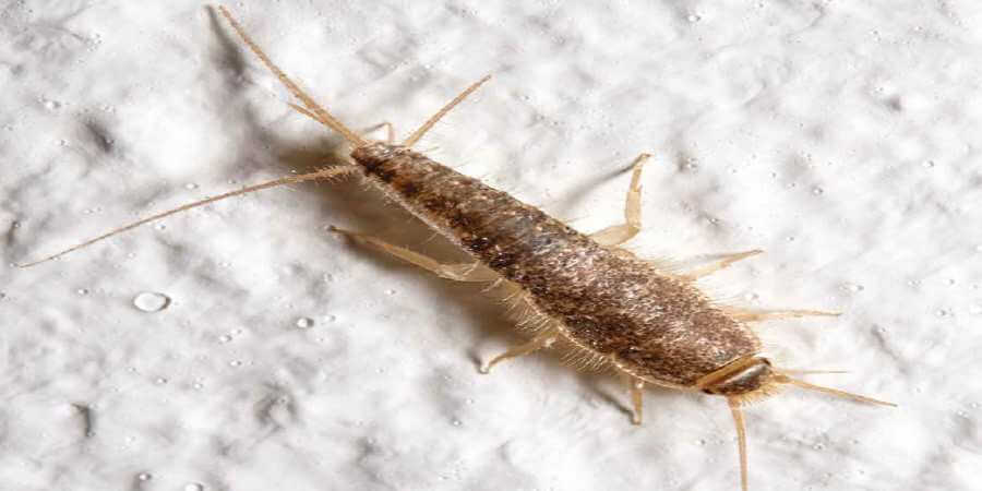 A silverfish.