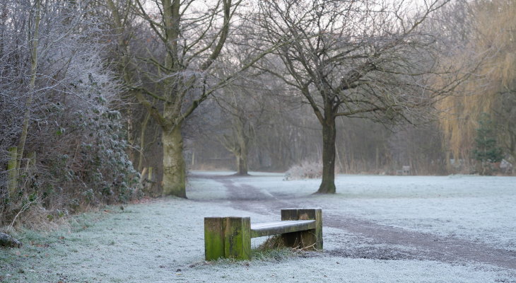 Alkrington Woods on a winter day.