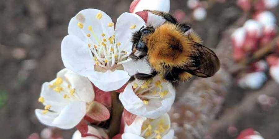 A tree bumblebee on a white flower.