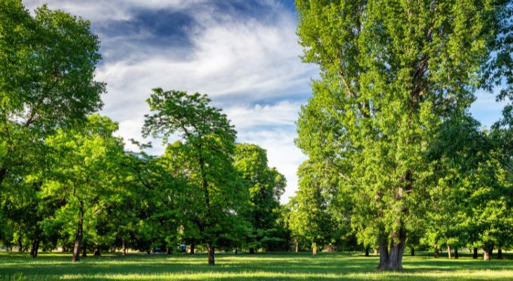 Trees on a green lawn.