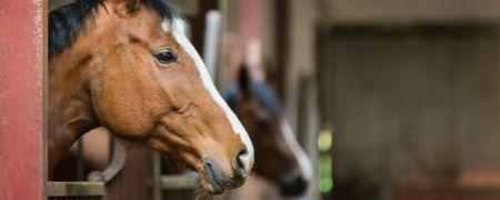 A brown horse looking out of a stable.