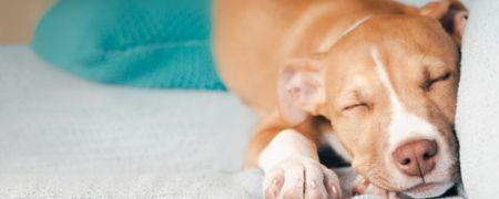 A sand coloured dog sleeping.