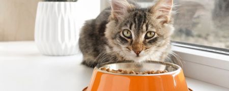 A cat eating from an orange bowl.