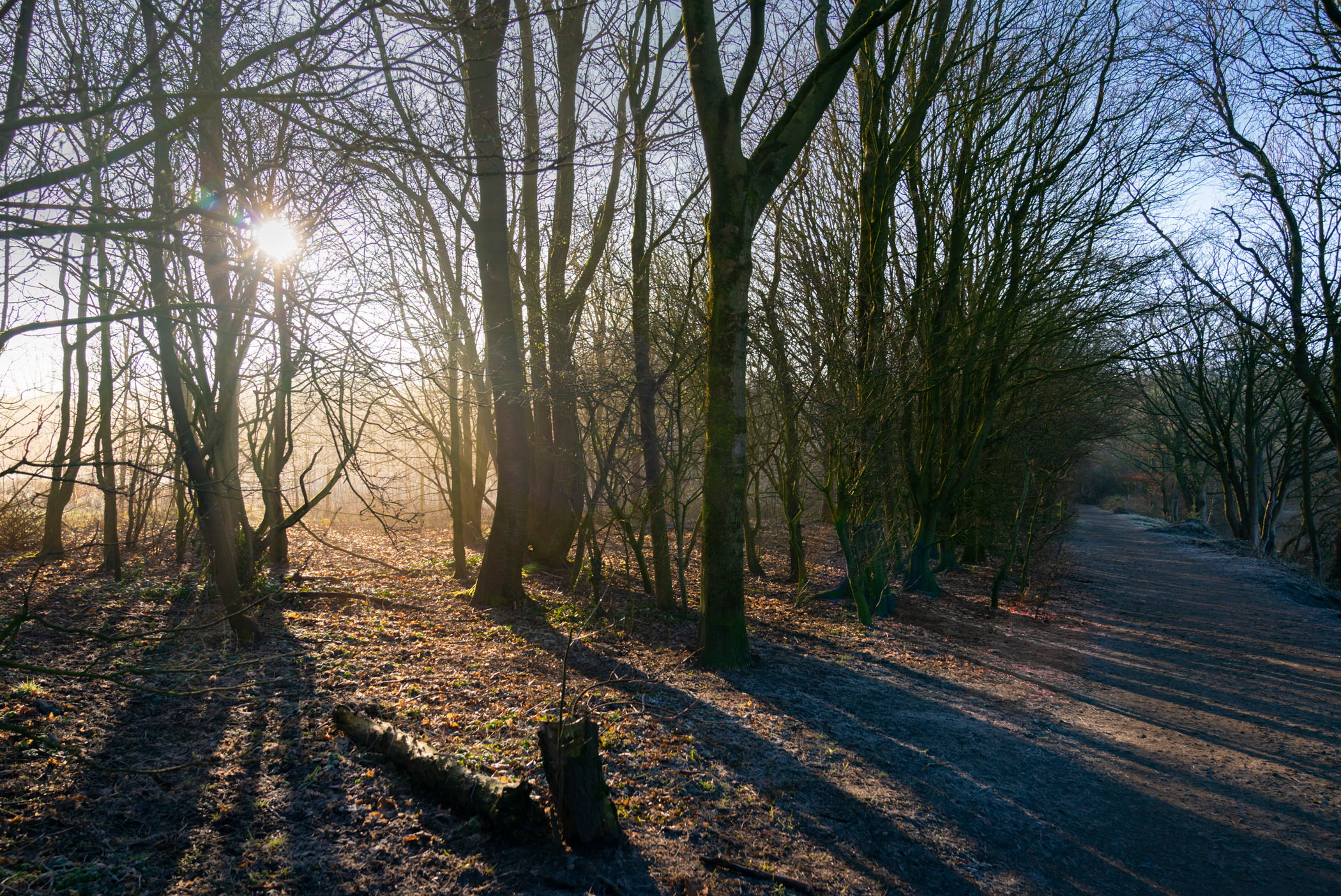 Alkrington Woods.