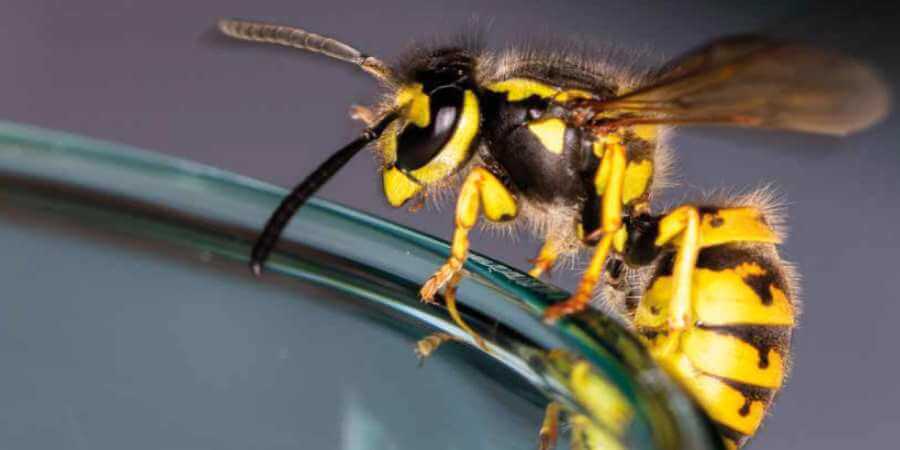A yellow and black wasp.