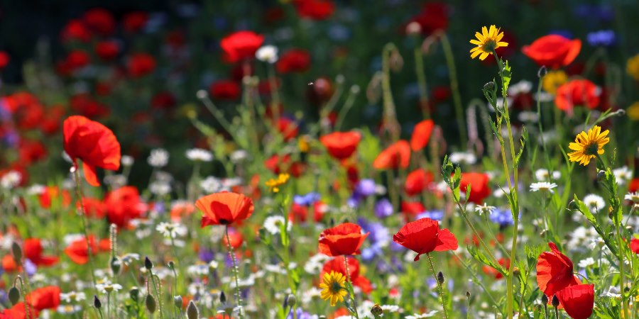 Wildflower meadow.
