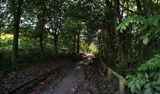 Alkrington Woods.