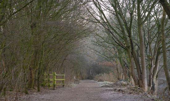 Alkrington woods and nature reserve. Country path between two rows of trees