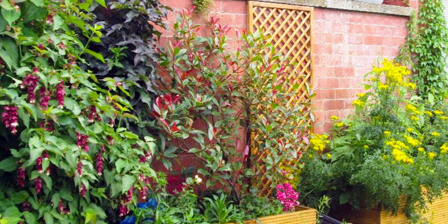 Alleyway in Castleton with flowers.