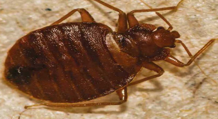 Close-up of a bed bug.