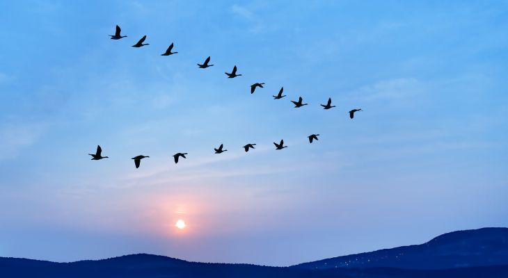 A flock of birds flying in V-formation across a sunset sky.