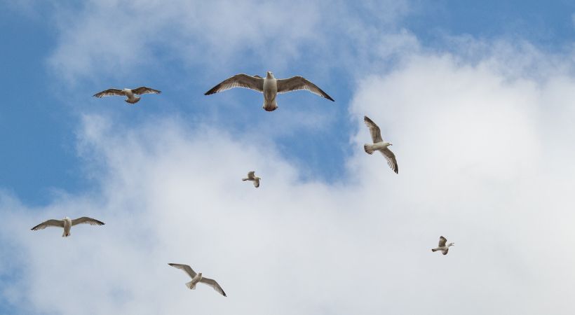 A flock of seagulls flying in the sky.