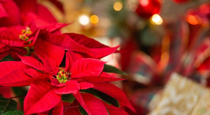 Poinsettias.