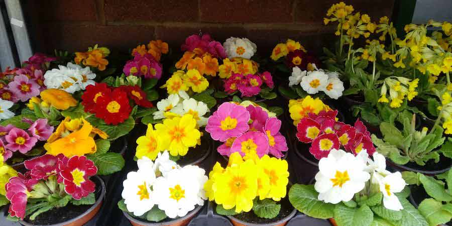 A selection of colourful primulas at Bowlee Garden Nursery.