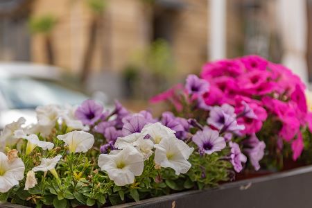 A tray of petunias.