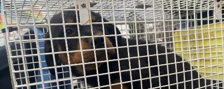 Dog kept in a cage.