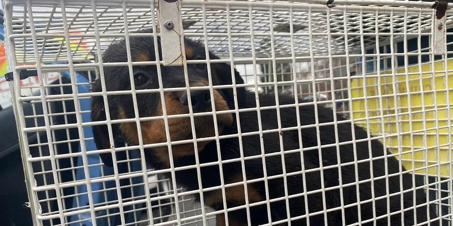 Dog kept in cage.