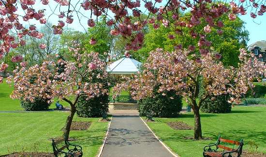 Cherry blossom at Hare Hill Park.