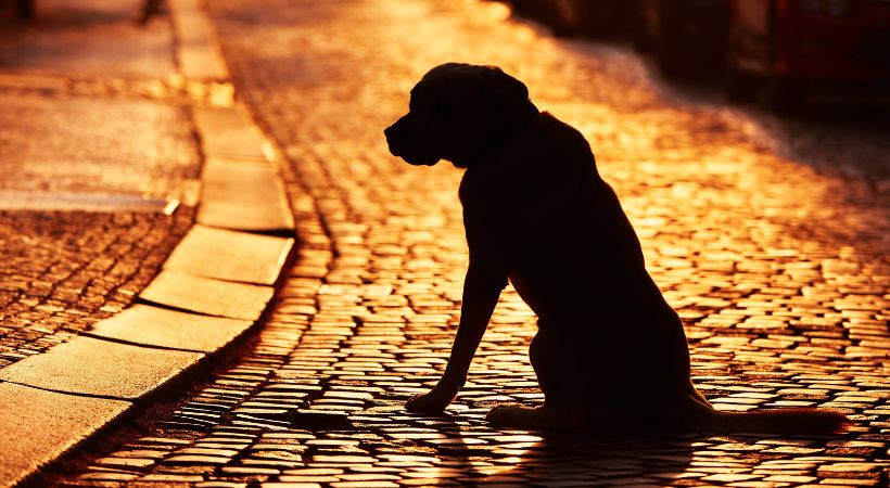 A lost dog on a dark, cobbled street.