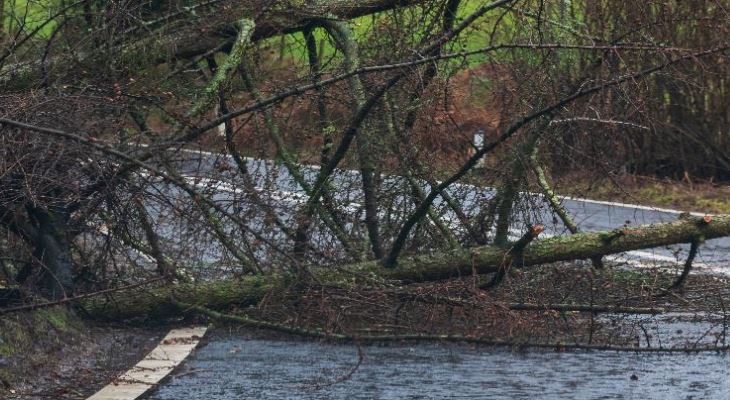 A fallen tree blocking a country road.