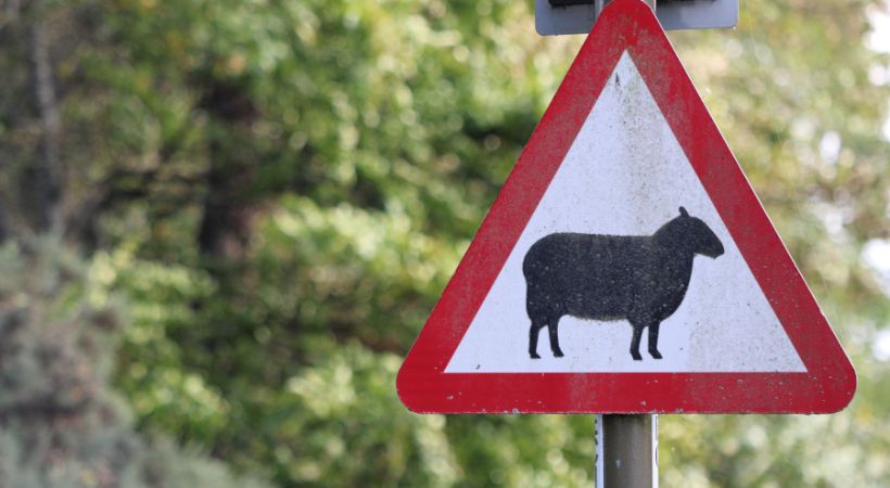 A sheep crossing road sign.